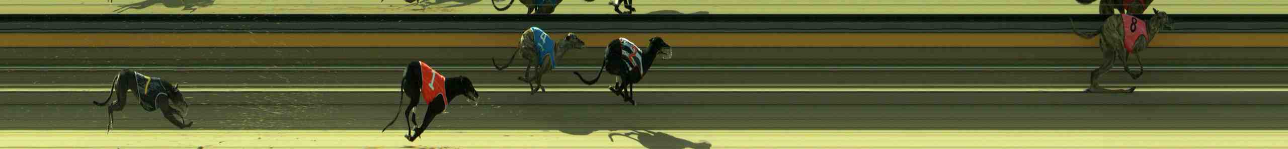 Photo finish for Sale Race 9
