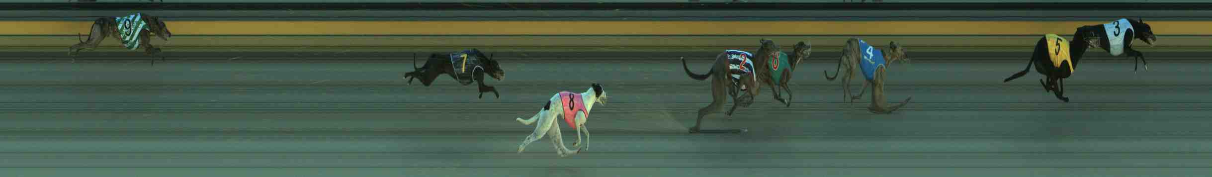 Photo finish for Sale Race 2