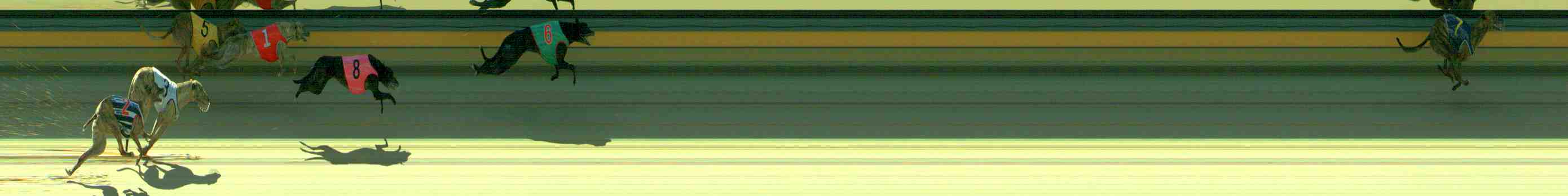 Photo finish for Sale Race 6