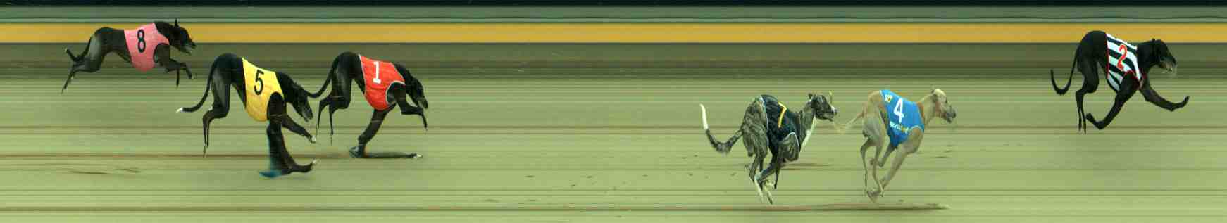 Photo finish for Sale Race 3