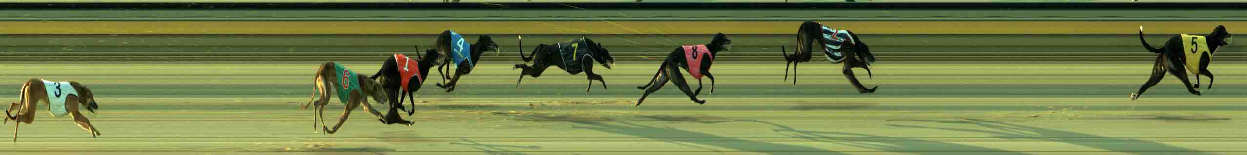 Photo finish for Sale Race 1