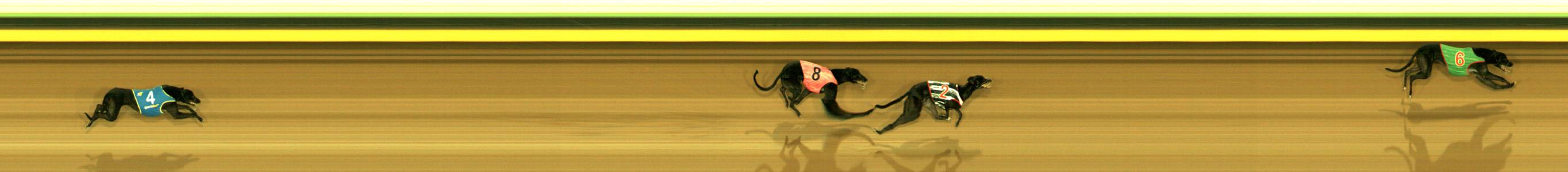 Photo finish for Sandown Race 4