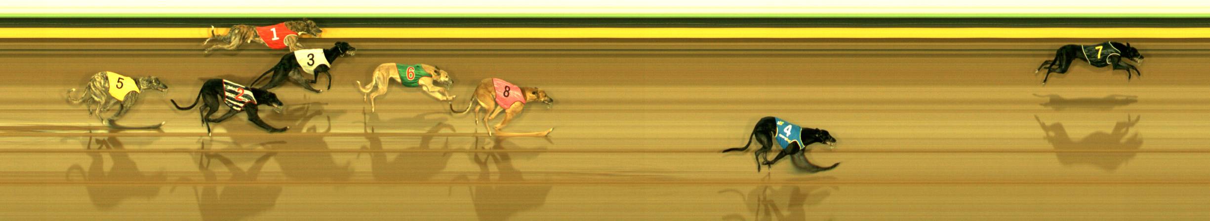 Photo finish for Sandown Race 6