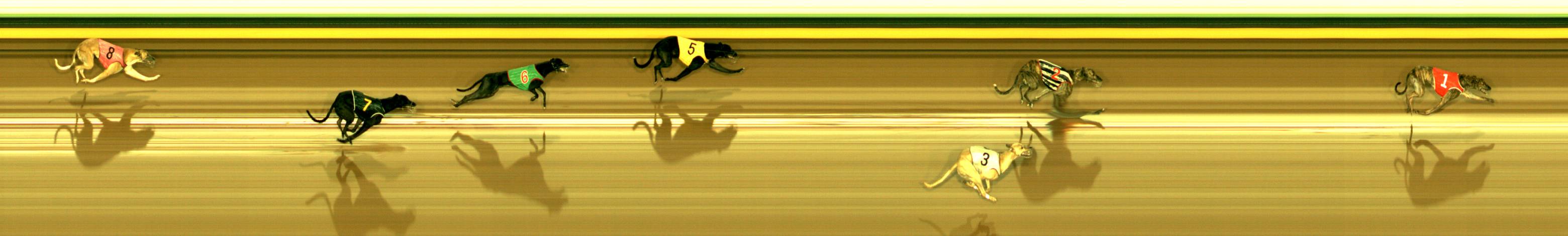 Photo finish for Sandown Race 6