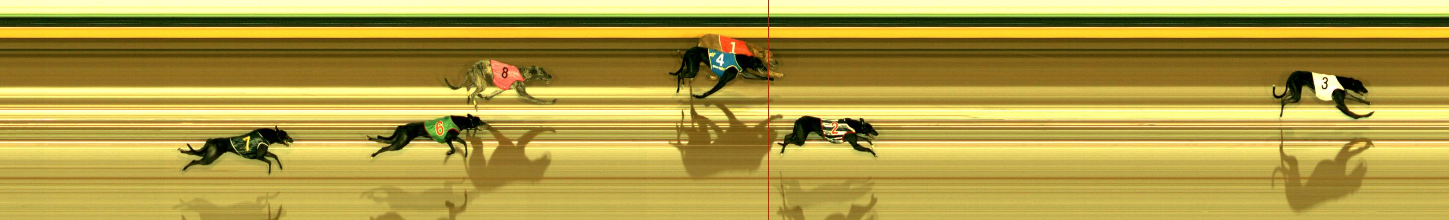 Photo finish for Sandown Race 7