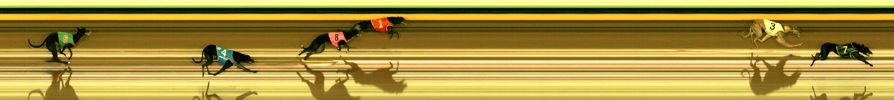 Photo finish for Sandown Race 9