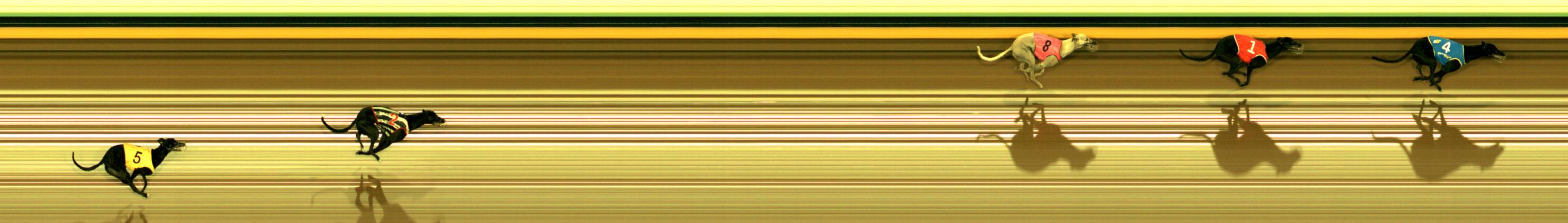 Photo finish for Sandown Race 10