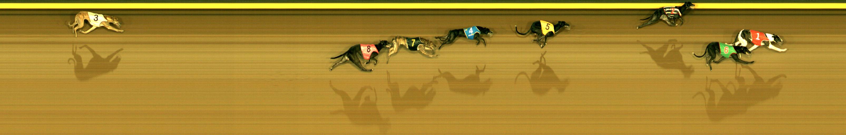 Photo finish for Sandown Race 7