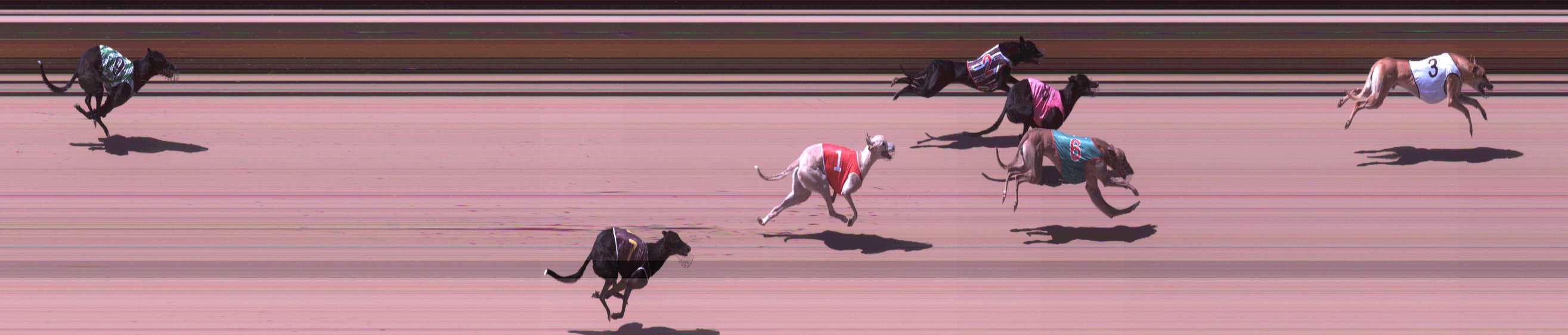 Photo finish for Shepparton Race 8