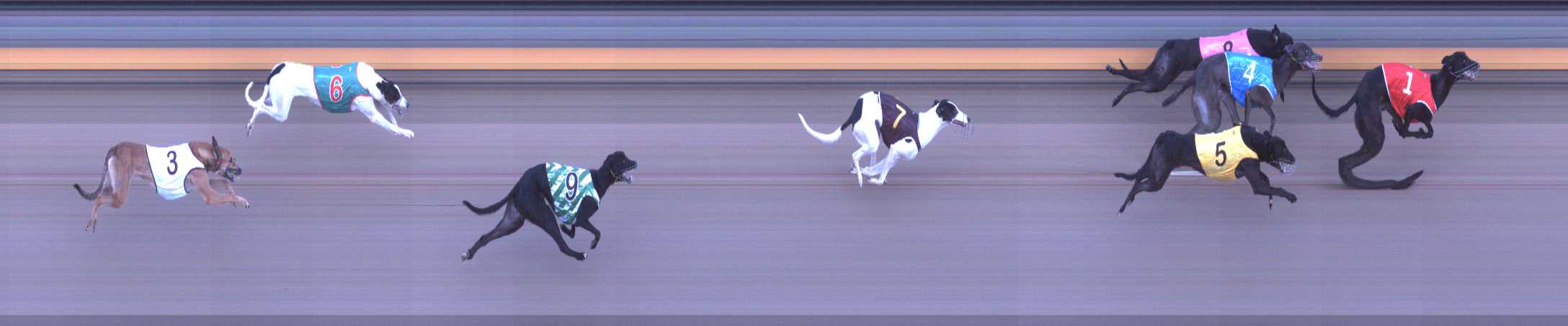 Photo finish for Shepparton Race 8