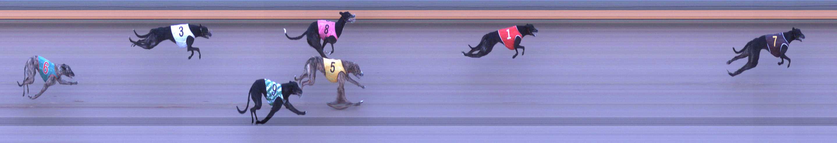 Photo finish for Shepparton Race 5