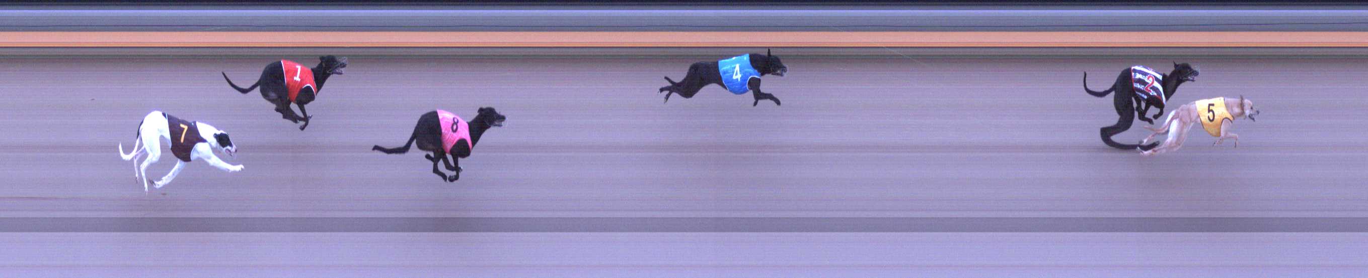 Photo finish for Shepparton Race 2