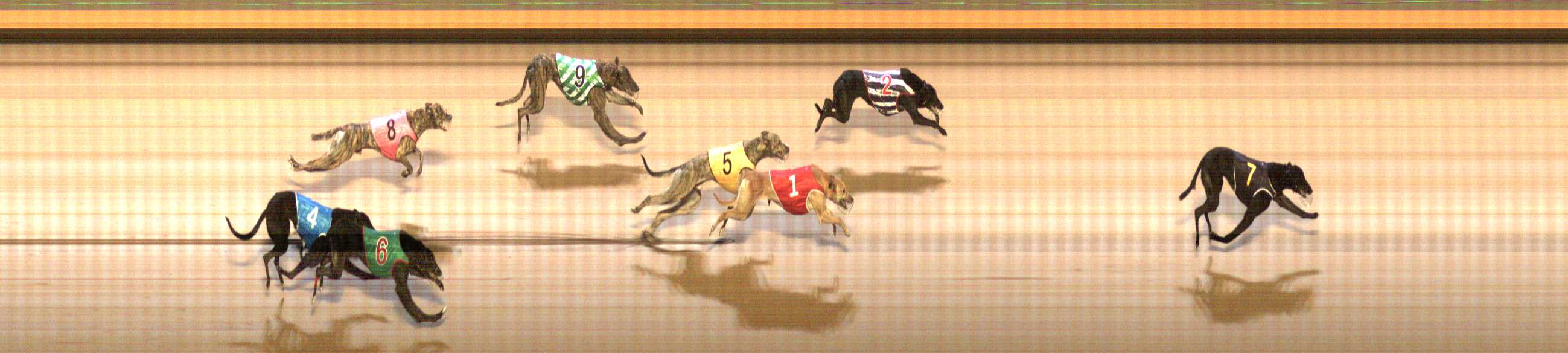 Photo finish for Shepparton Race 6