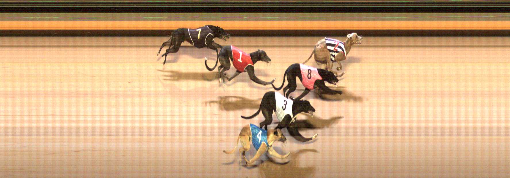 Photo finish for Shepparton Race 6