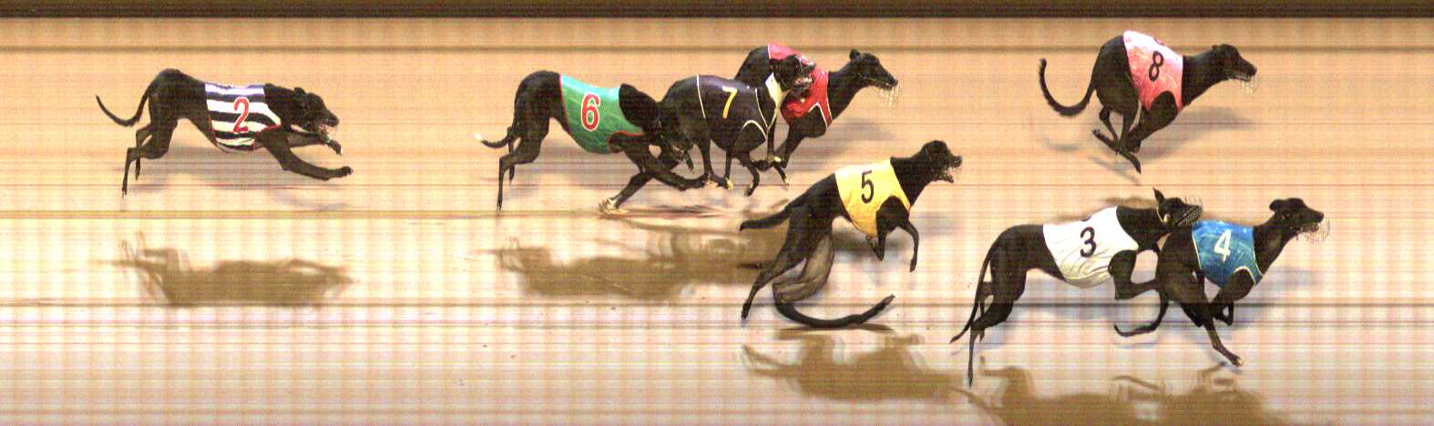 Photo finish for Shepparton Race 5