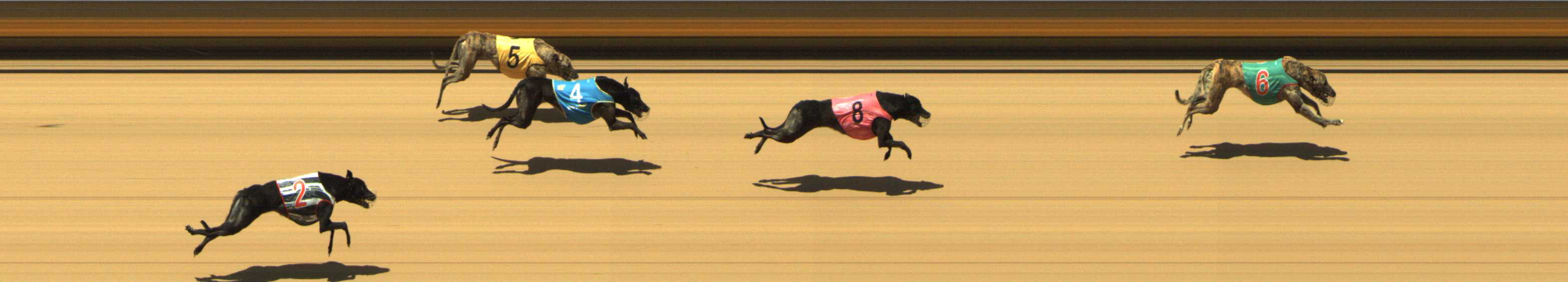 Photo finish for Shepparton Race 5