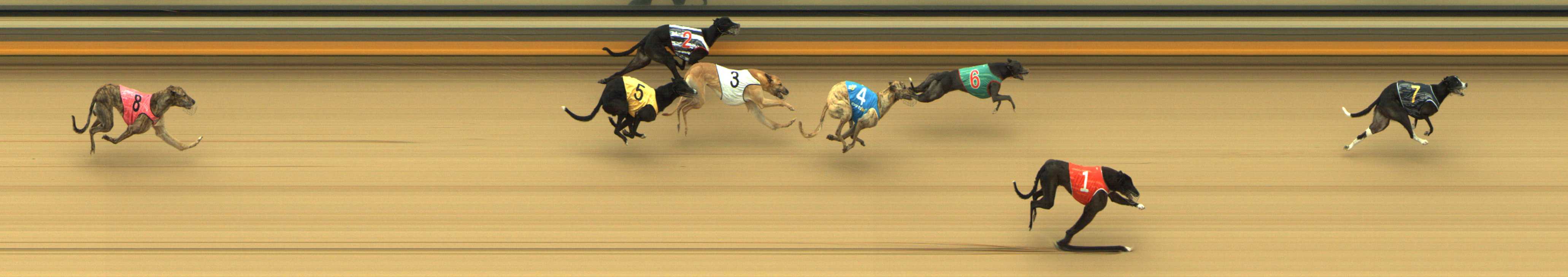 Photo finish for Shepparton Race 12