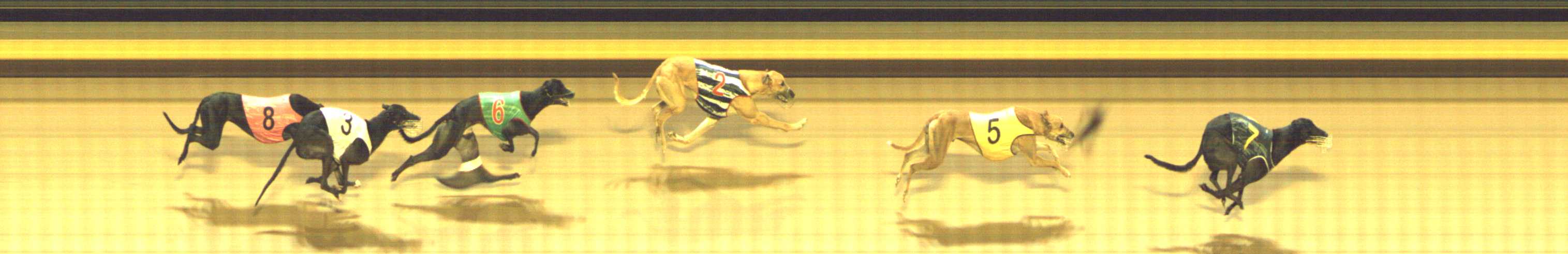 Photo finish for Shepparton Race 8