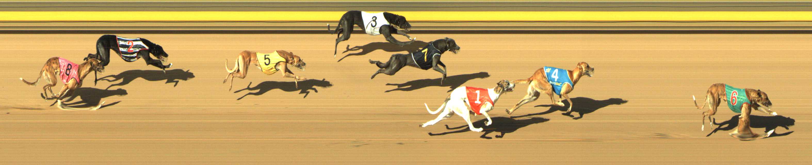 Photo finish for Shepparton Race 7