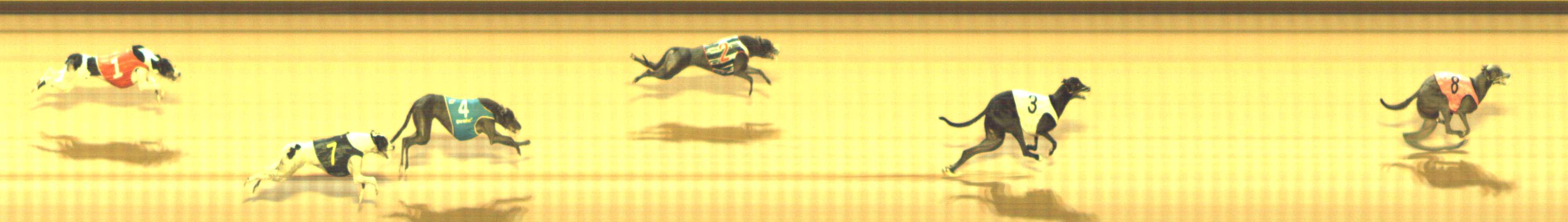 Photo finish for Shepparton Race 12