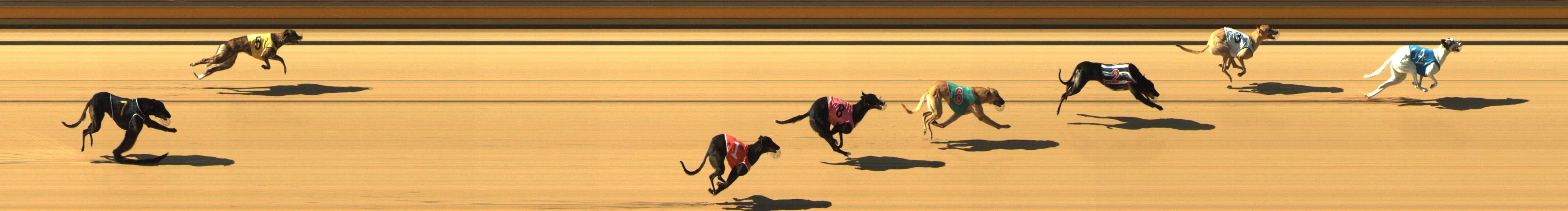Photo finish for Shepparton Race 1