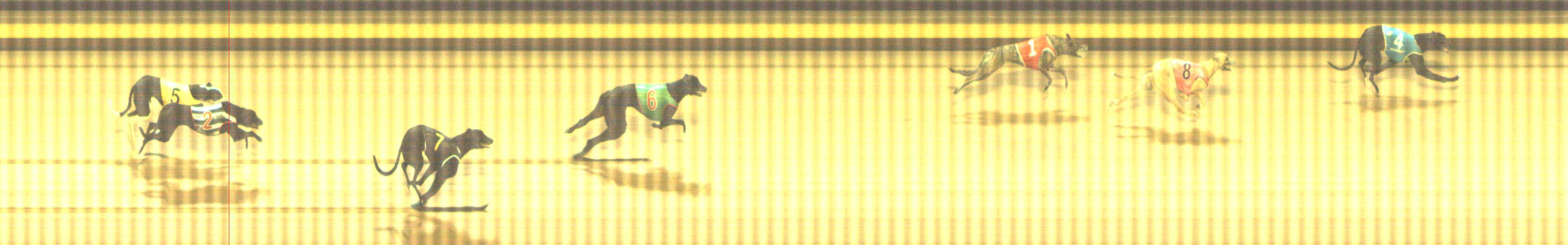 Photo finish for Shepparton Race 2