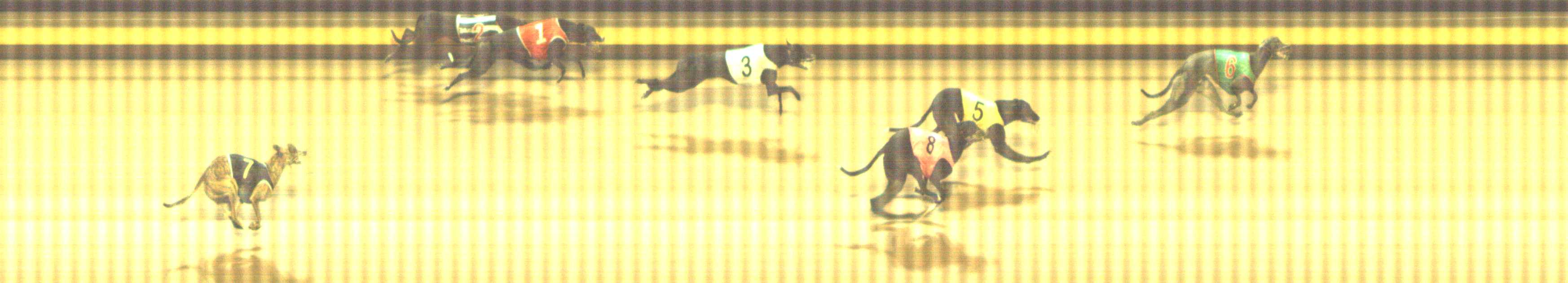 Photo finish for Shepparton Race 5