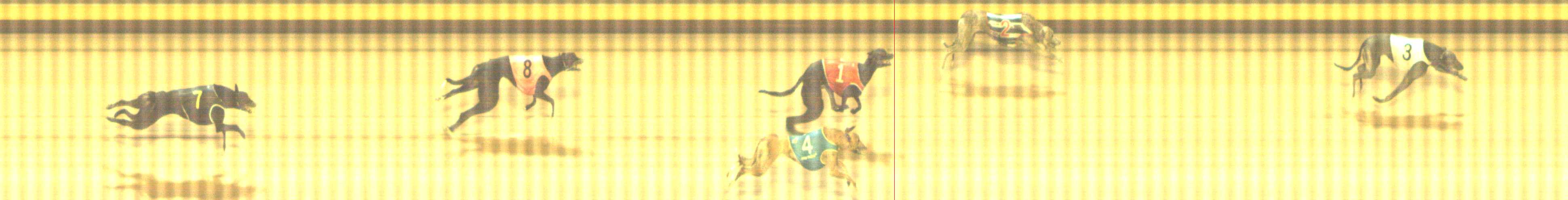 Photo finish for Shepparton Race 11