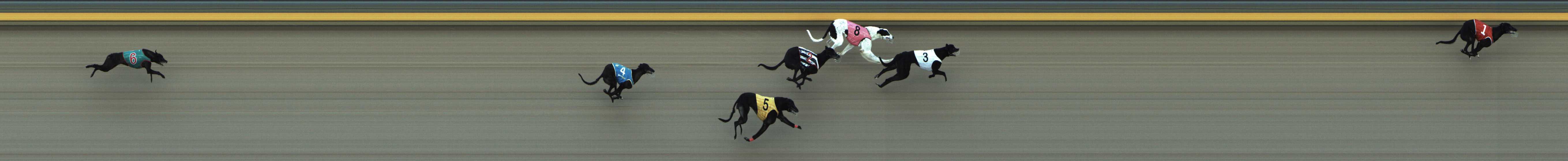 Photo finish for Shepparton Race 7