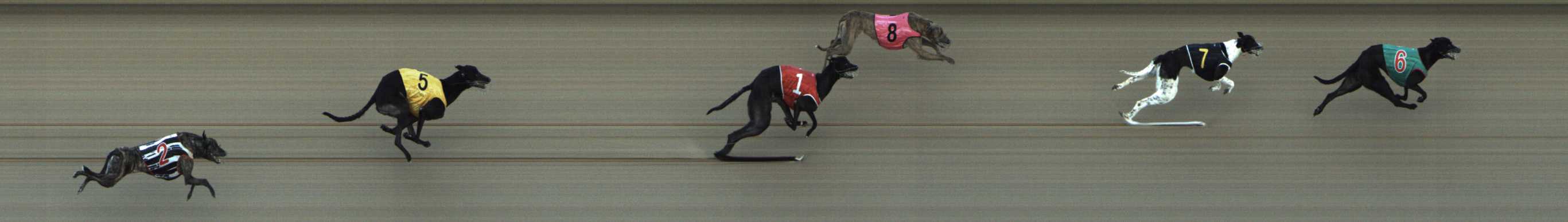 Photo finish for Shepparton Race 8