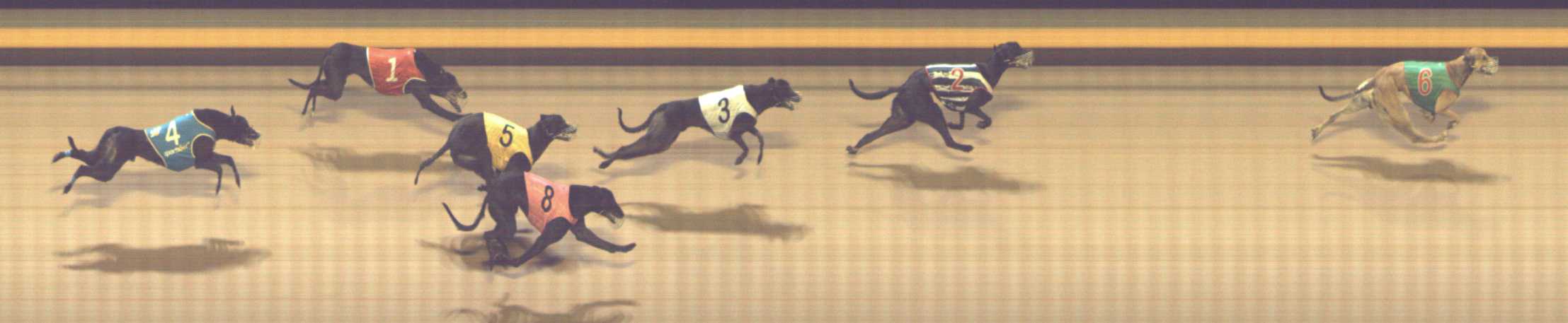 Photo finish for Shepparton Race 6