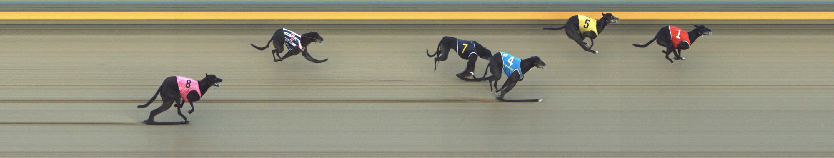 Photo finish for Shepparton Race 9