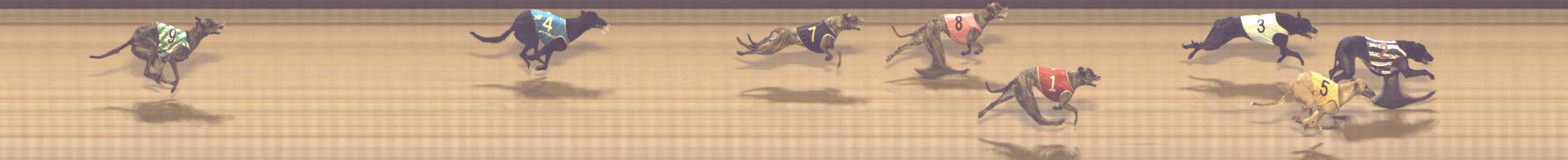 Photo finish for Shepparton Race 7