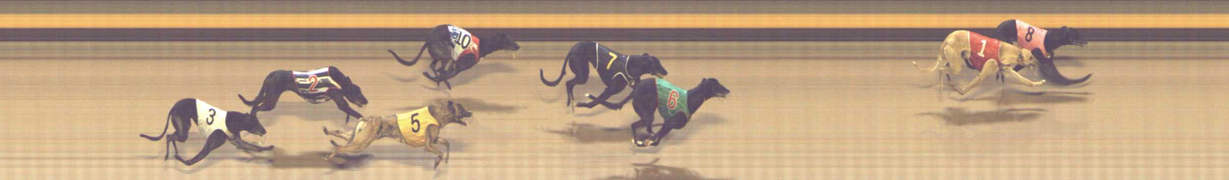 Photo finish for Shepparton Race 13