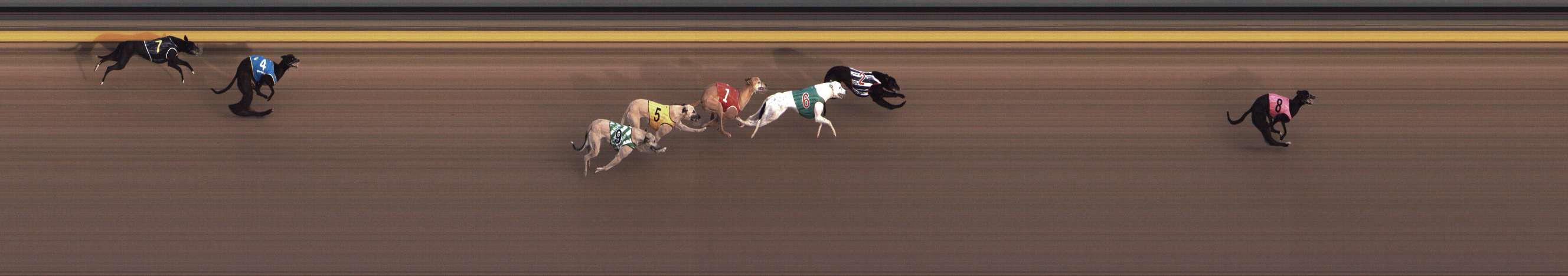 Photo finish for Shepparton Race 2