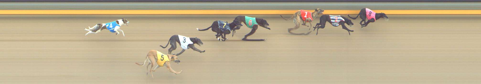 Photo finish for Shepparton Race 6