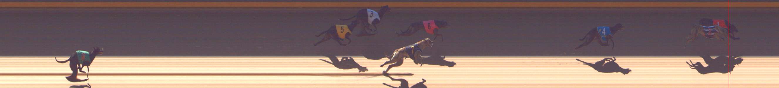 Photo finish for Shepparton Race 2
