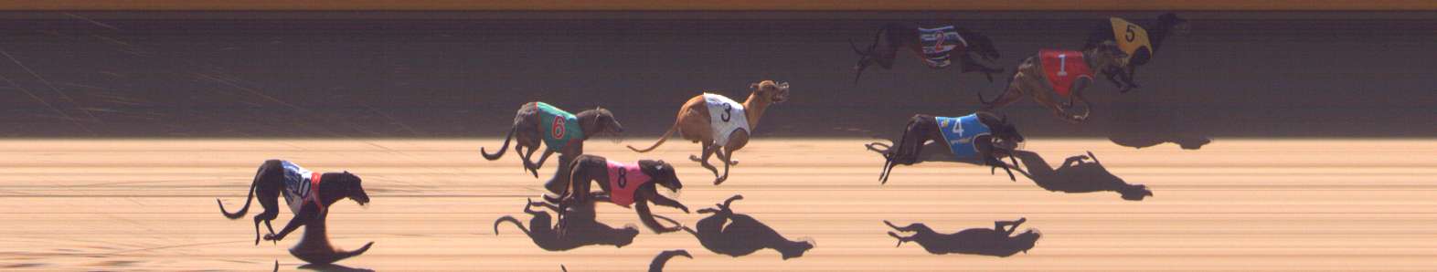 Photo finish for Shepparton Race 3