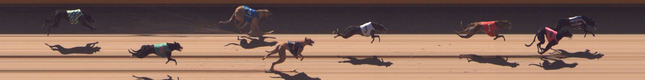 Photo finish for Shepparton Race 5