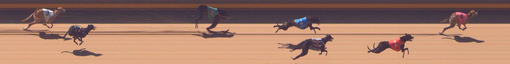 Photo finish for Shepparton Race 8