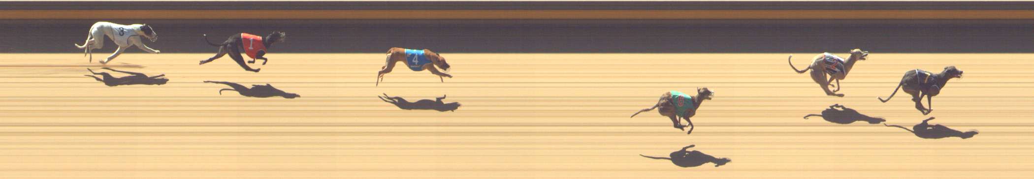 Photo finish for Shepparton Race 8