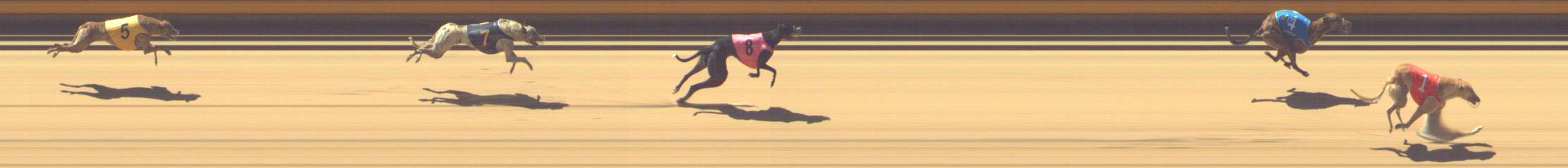 Photo finish for Shepparton Race 2