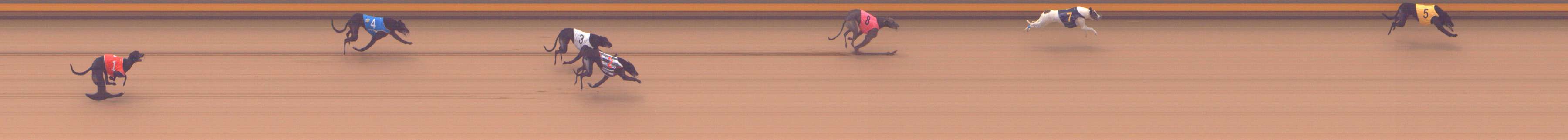 Photo finish for Shepparton Race 13