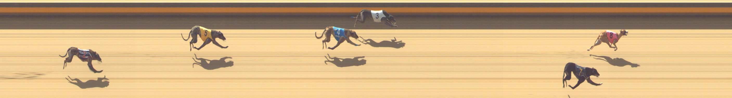 Photo finish for Shepparton Race 5