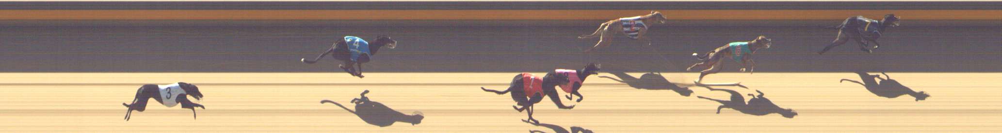 Photo finish for Shepparton Race 1