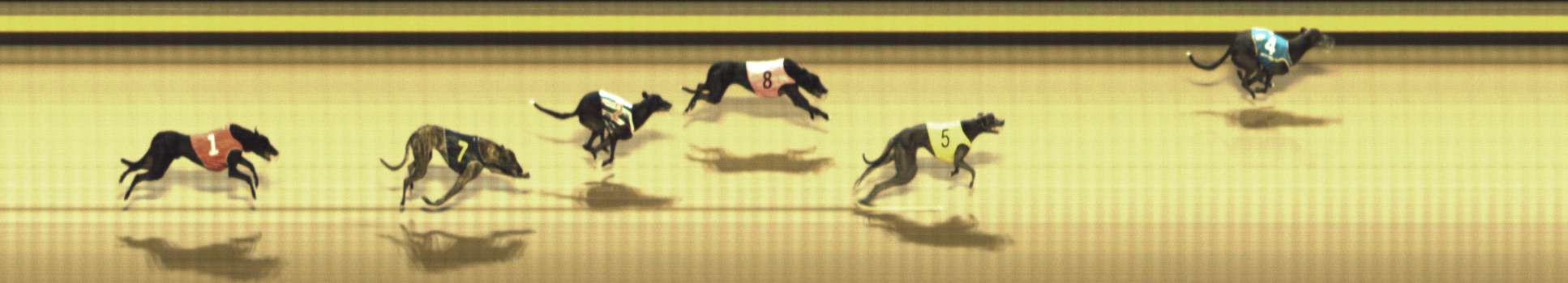 Photo finish for Shepparton Race 9