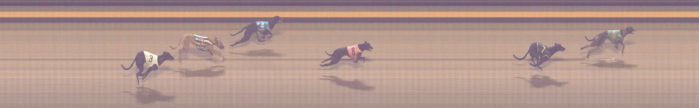 Photo finish for Shepparton Race 10