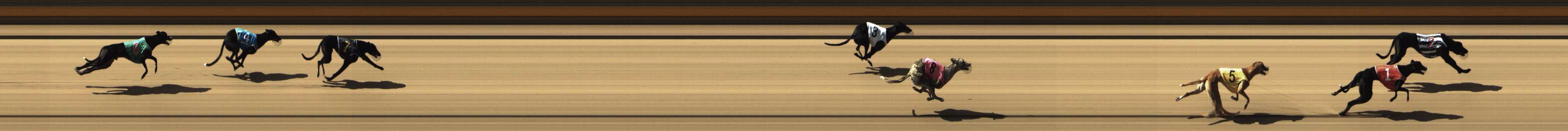Photo finish for Shepparton Race 1