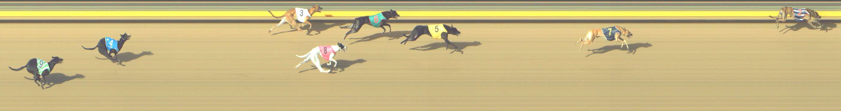 Photo finish for Shepparton Race 9