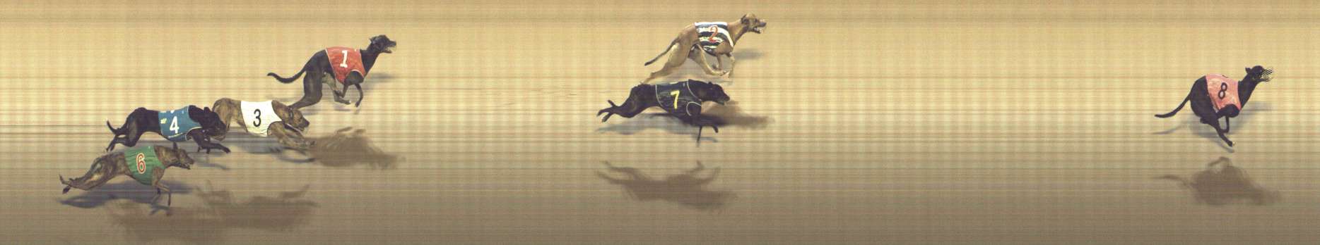 Photo finish for Shepparton Race 6